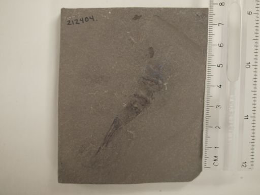 Ceratiocaris sp.