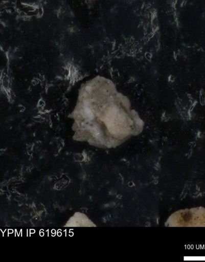 undet. Foraminiferida