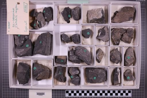 mixed taxa, stratigraphic collection