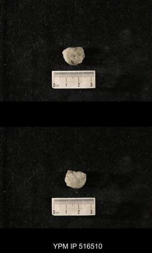 Cyclonema varicosum