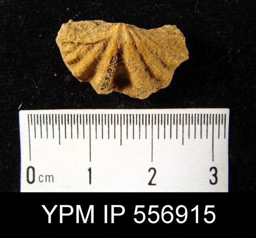 Megakozlowskiella sp.