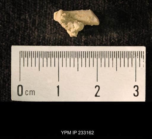 Archaeocidaris sp.