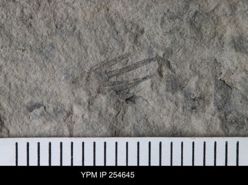 Eurypterida