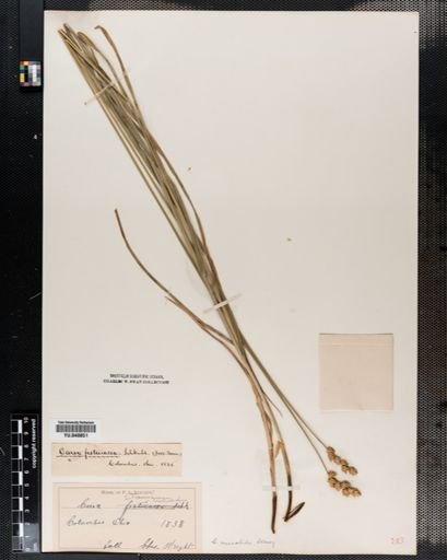 Carex normalis