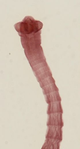 Dipylidium caninum