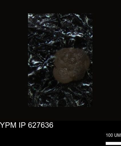undet. Foraminiferida