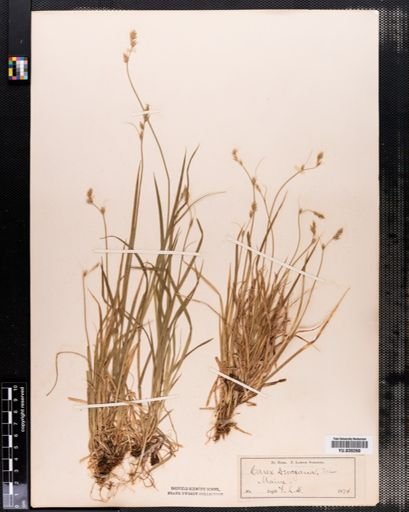 Carex deweyana