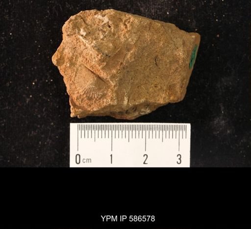 Nisusia festinata