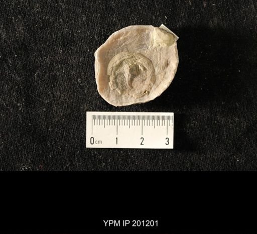 Isorophus cincinnatiensis
