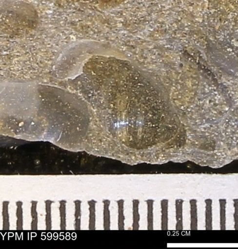 Protocardia subquadrata