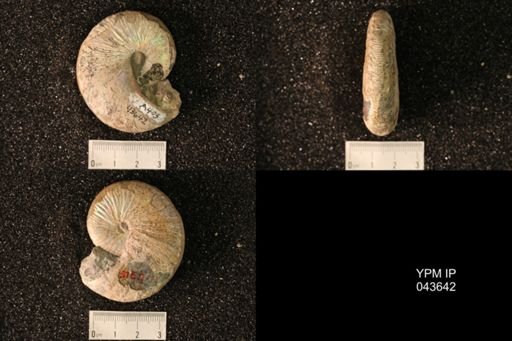 Hoploscaphites nicolletii