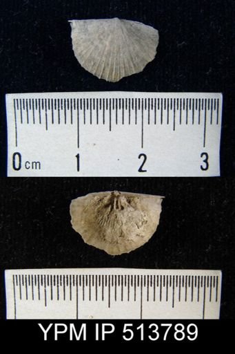 Strophodonta sp.