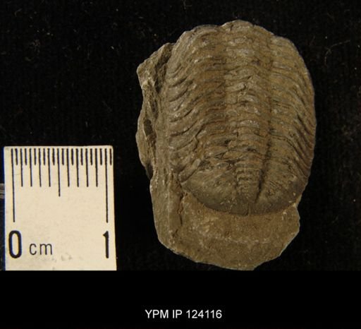 Phacops rana