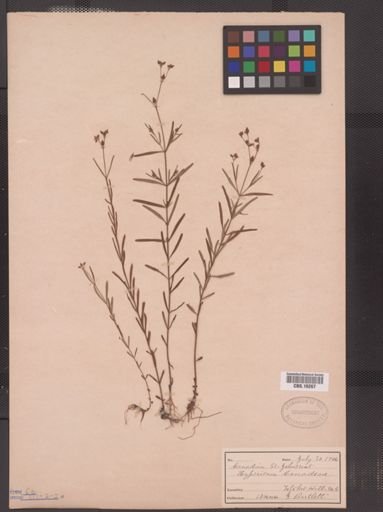Hypericum canadense
