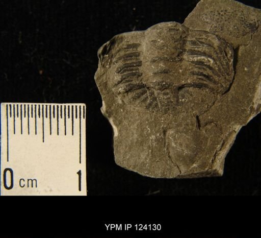 Phacops rana