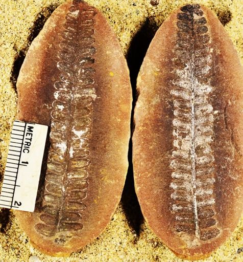 Pecopteris