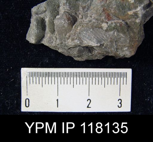 Dalmanella elegantula submedia