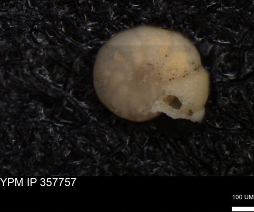 undet. Foraminiferida