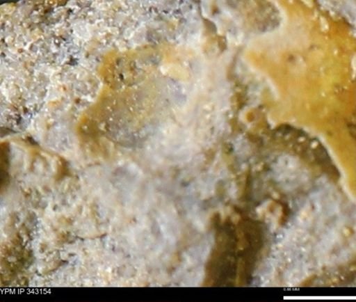 undet. Scaphitidae
