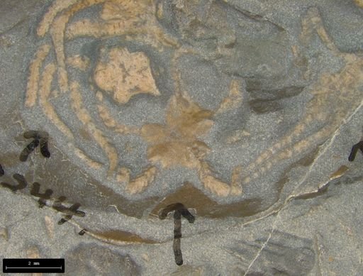 Aplocoma damesii