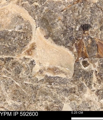 undet. Mollusca