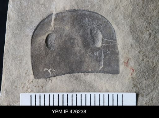 undet. Eurypterida