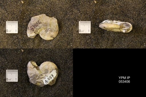 Discoscaphites conradi