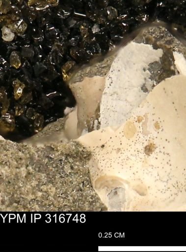 undet. Mollusca