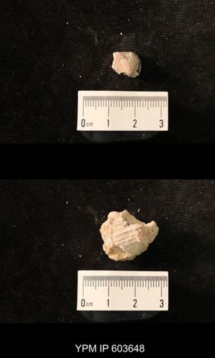 Productus cf. redesdalensis