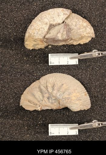 Scaphites montanensis