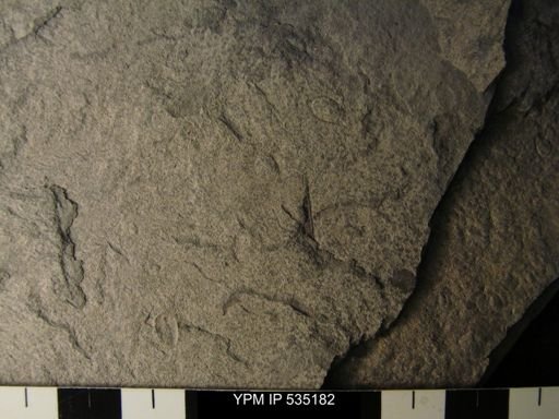 undet. Ostracoda