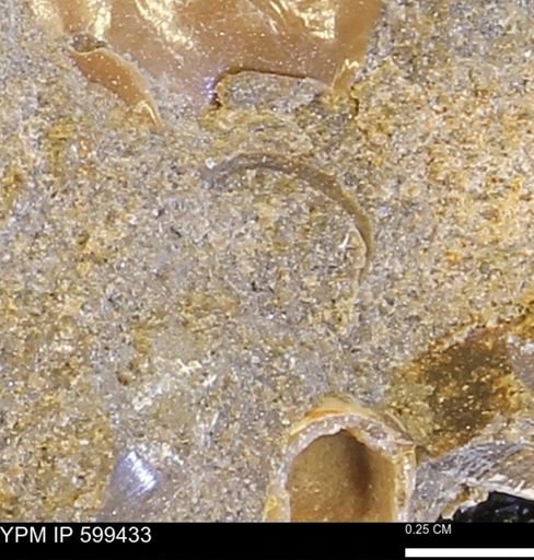 Protocardia subquadrata
