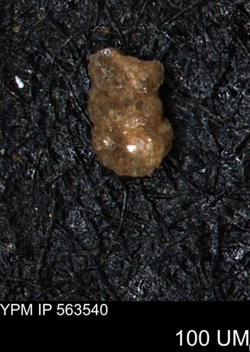 Ammobaculites euides