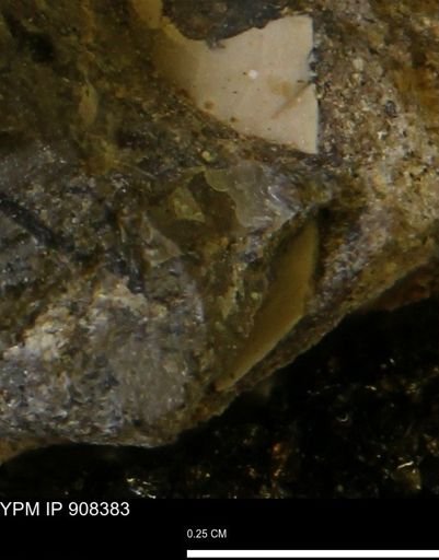 undet. Mollusca