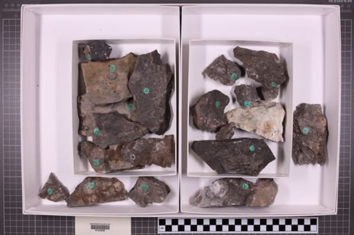 mixed taxa, stratigraphic collection