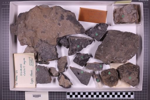 mixed taxa, stratigraphic collection