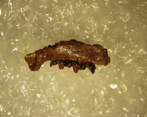 Adapisoricidae sp.