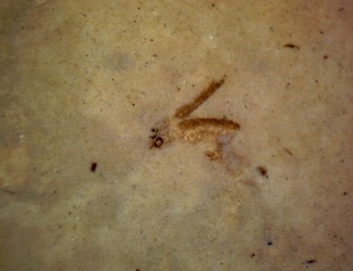 undet. Coleoptera