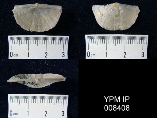 Chonetes granulifer