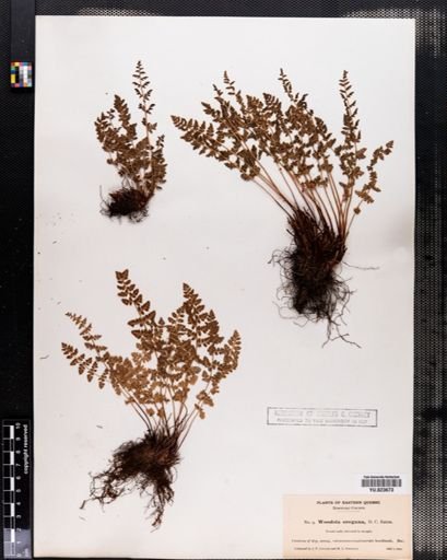 Woodsia