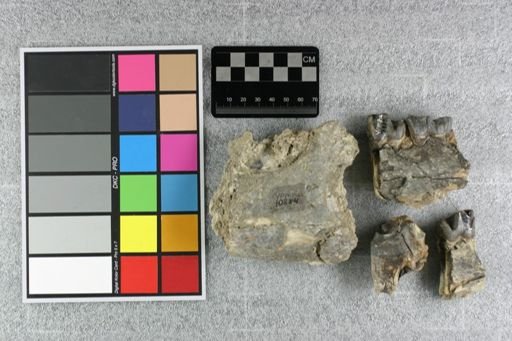 Subhyracodon sp.