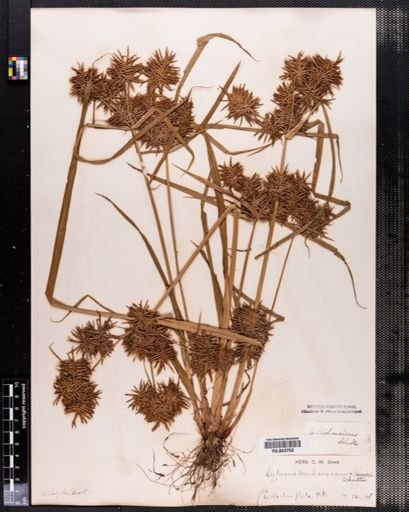 Cyperus odoratus