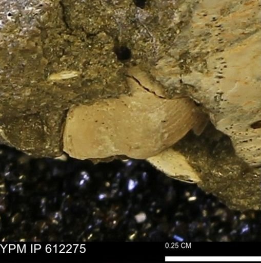 undet. Bivalvia