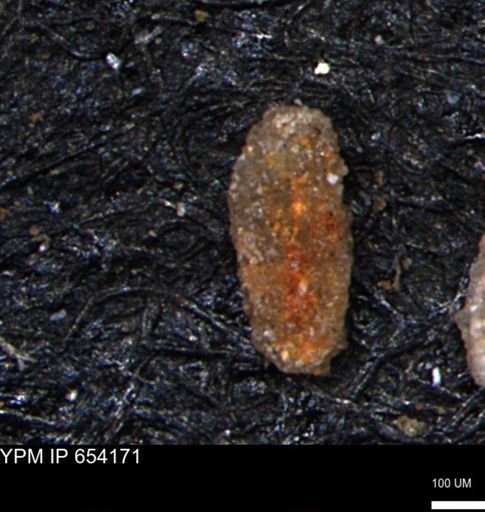 Miliammina manitobensis