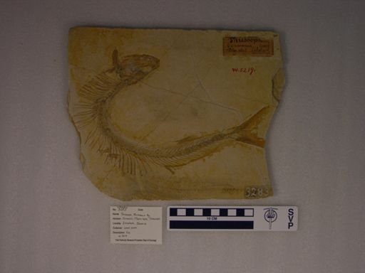 Allothrissops mesogaster