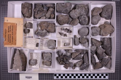 mixed taxa, stratigraphic collection