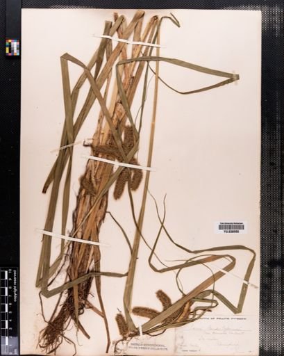 Carex comosa