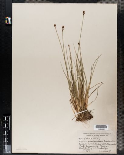 Carex