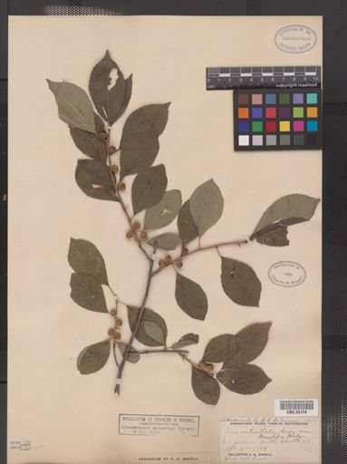 Ilex verticillata var. tenuifolia