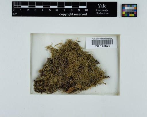 Plantae